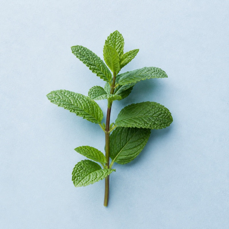 Hokkaido mint