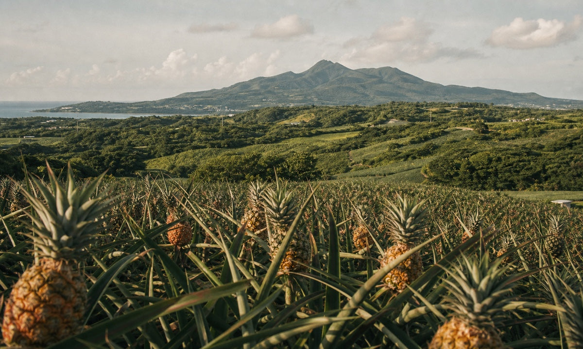 Nago pineapple country