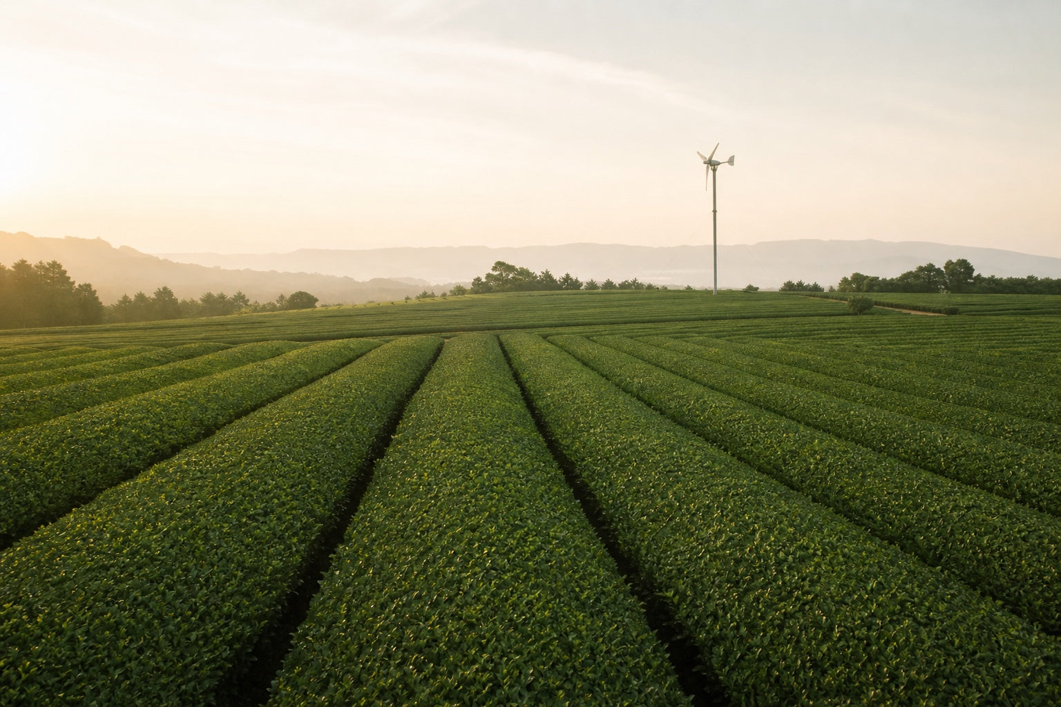 Makinohara — vast tea plantations to the horizon