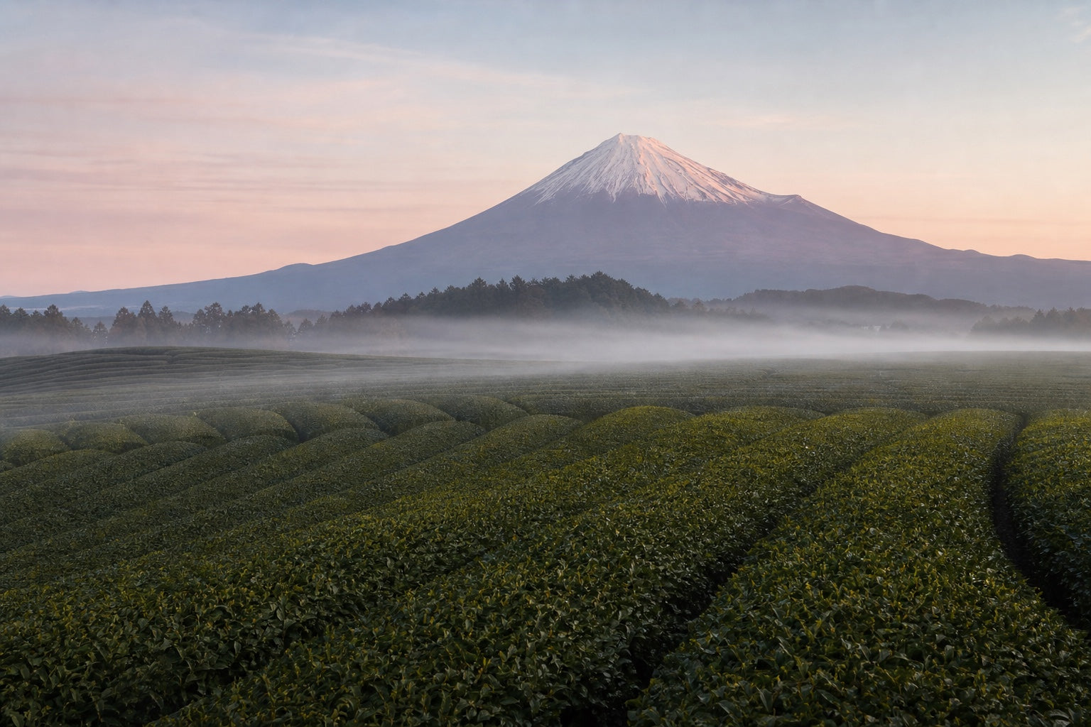 Shizuoka — Mt. Fuji over the Makinohara tea plateau